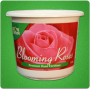 blooming_roses